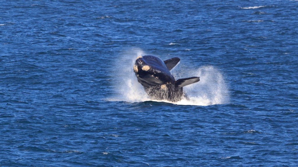 Whale Watching Tours