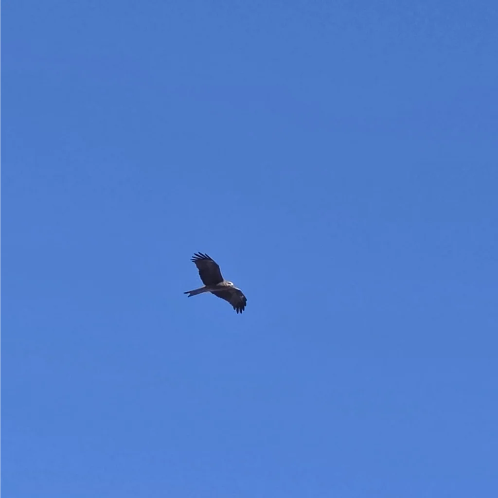 Eagle